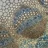 Plantarum