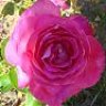 rosamen