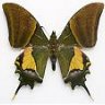 insectomania