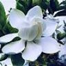 aroma de jazmin