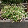Abelia