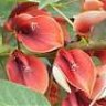 FlordeCeibo