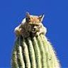 Cactaceo