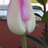 Silene