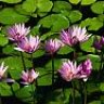 lidium5
