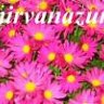nirvanazun