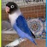 Aviario Pardo