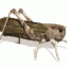 saltapraos