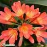 Clivia_2