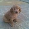 lalo_golden