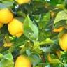 ALFREDO-LIMON