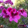 Athenea