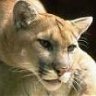 Puma Del Calafante