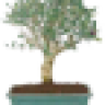 oleamania
