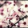 Cere_flor