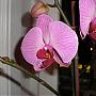 Orquídea_Phal