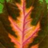 botan