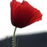 amapola29