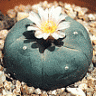 FloGarden