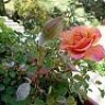 Rosariodelaurora