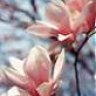 magnolia_12