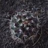 Cactupurita*