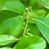 yerbamate