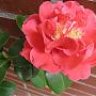 lea_968
