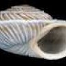 shell300