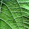 Surea