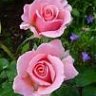 Glandiflora