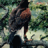 Falco Dansko