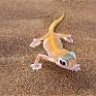 kaokogecko