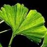 ginko