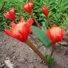 KENTIA