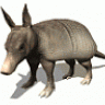 armadillo