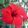 hibisco