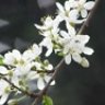 Cerasifera