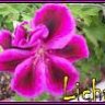 Licha13