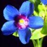 PIMPINELA AZUL