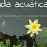 aquatico