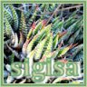 sigisa