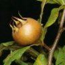 Mespilus