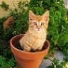 Gata jardinera