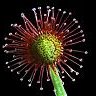dionaea10