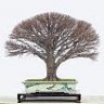 Fer_Bonsai