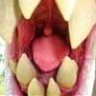 Antirrhinum majus