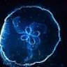 cnidaria