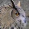 owl165