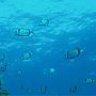 Nudibranqueo